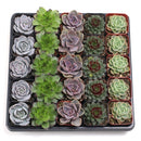 Echeveria and sempervivum mix, 2 inch succulent rosettes, bulk succulents for events, mini rosette plants, bridal shower succulent favors, colorful succulent assortment