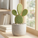 Bunny Ears Cactus, succulents, cactus, succulent plant, succulent care, rare succulents, indoor succulents, outdoor succulents, succulent subscription, monthly succulents, succulent care guide, succulents shop near me, Bunny Ears Cactus in California, succulents store in CA, how to grow Bunny Ears Cactus, cactus, cactus succulent, succulent cactus, cacti, cactus and succulents, succulents box, succulent shop, buy succulents online