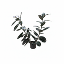 rubber plant for sale, Ficus Decora Burgundy for sale, burgundy rubber tree