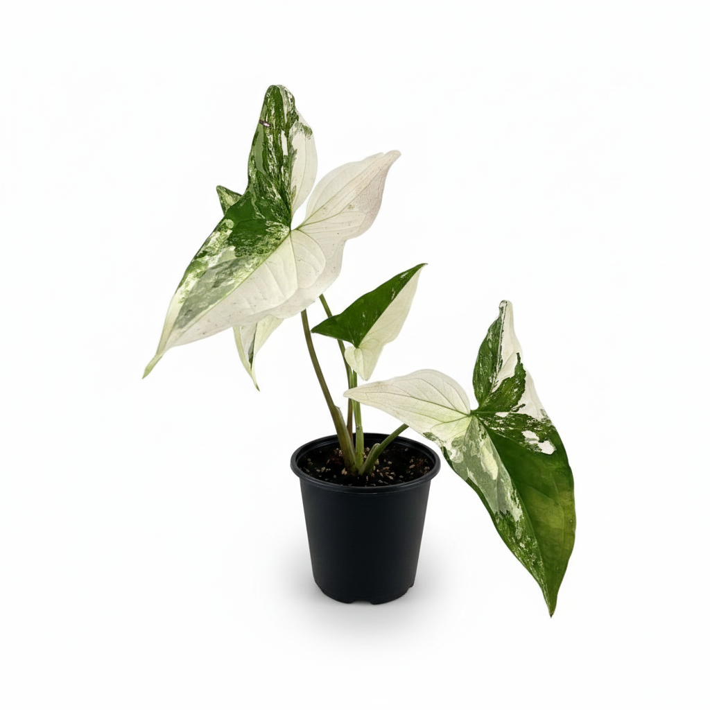 Buy the rare Arrowhead Vine 'Albo Variegata' online, Stunning White/Green Foliage Plant for Home Office Decor, Live Houseplant Gift for Any Occasion