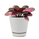Calathea Rosy, Calathea Roseopicta, houseplants with pink foliage, Pink Calathea, colorful houseplants, Calathea Rosy care guide, buy Calathea Rosy online