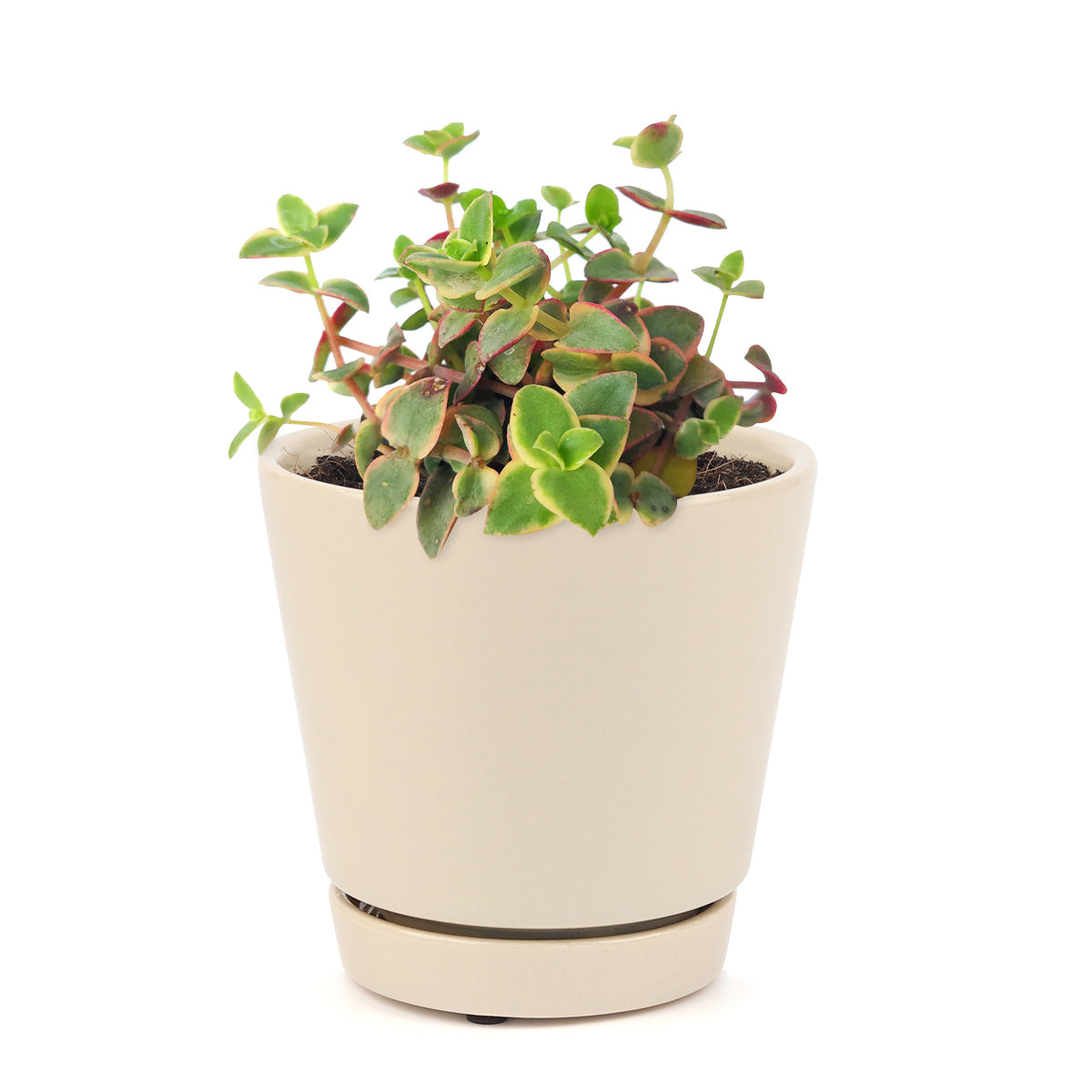 Calico kitten crassula for sale, Rare succulents, crassula varieties, succulent gift ideas, houseplant for home and office, unique succulent for sale
