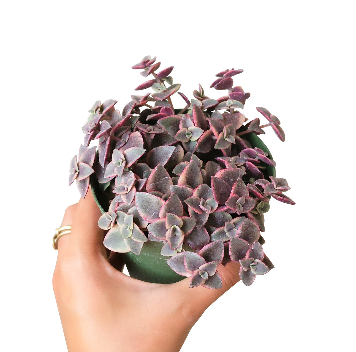 crassula pellucida variegata calico kitten succulent for sale, succulent with heart shaped leaves, pink succulent, trailing succulent/ hanging succulent, creeping succulents