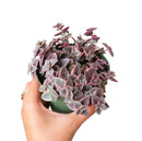 Calico kitten crassula for sale, Rare succulents, crassula varieties, succulent gift ideas, houseplant for home and office, unique succulent for sale