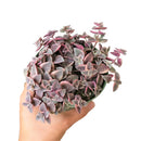 Calico kitten crassula for sale, Rare succulents, crassula varieties, succulent gift ideas, houseplant for home and office, unique succulent for sale