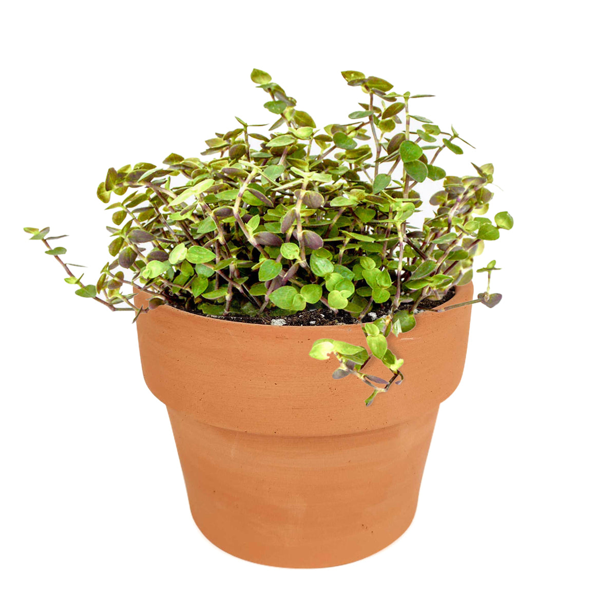 Callisia Repens Creeping Inch Plant, Turle Vine, Bolivian Jew, Succulents for sale, Best Indoor Plant, Creeping Basketplant, Succulent gift ideas, vining plant for sale