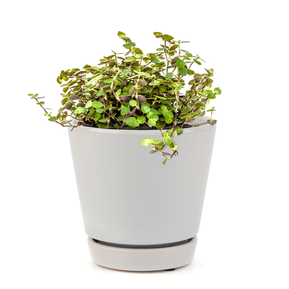 Callisia Repens Creeping Inch Plant, Turle Vine, Bolivian Jew, Succulents for sale, Best Indoor Plant, Creeping Basketplant, Succulent gift ideas, Succulent home decor, bolivian wandering jew, creeping inch plant, callisia succulent plants for sale