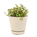 Callisia Repens Creeping Inch Plant, Turle Vine, Bolivian Jew, Succulents for sale, Best Indoor Plant, Creeping Basketplant, Succulent gift ideas, Succulent home decor, bolivian wandering jew, creeping inch plant, how to care for callisia succulent plants