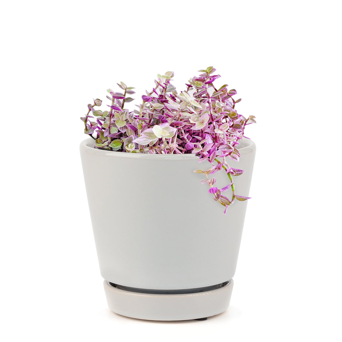 Callisia Repens &#39;Pink Lady&#39; Plant, Turle Vine, Bolivian Jew, Succulents for sale, Best Indoor Plant, Creeping Basketplant, Succulent gift ideas, Succulent home decor, Pink panther succulent for sale, colorful indoor plants