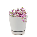 Callisia Repens &#39;Pink Lady&#39; Plant, Turle Vine, Bolivian Jew, Succulents for sale, Best Indoor Plant, Creeping Basketplant, Succulent gift ideas, Succulent home decor, Pink panther succulent for sale, colorful succulent plant for home and office decor