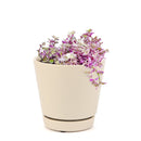 Callisia Repens &#39;Pink Lady&#39; Plant, Turle Vine, Bolivian Jew, Succulents for sale, Best Indoor Plant, Creeping Basketplant, Succulent gift ideas, Succulent home decor, Pink panther succulent for sale, colorful succulent plant for home and office decor