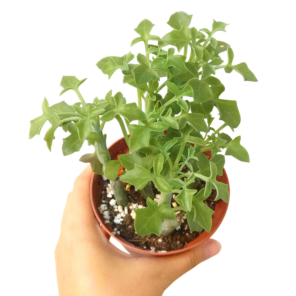 candle plant succulent Senecio articulatus Candle Plant for Sale | Succulent Care