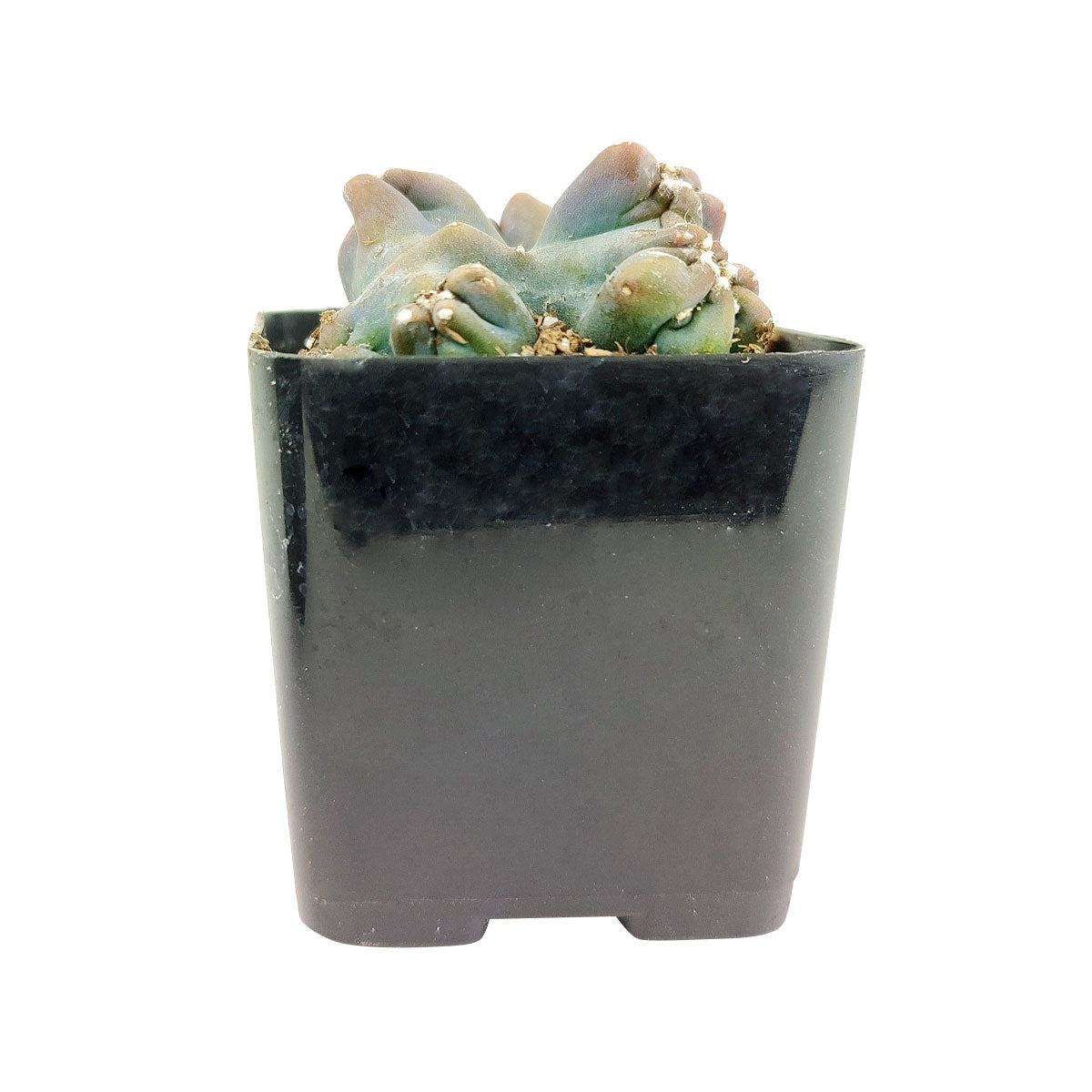 succulents box cereus ming thing cereus forbesii monstrose Cereus Ming Thing | Cereus Forbesii Monstrose