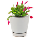 christmas cactus, thanksgiving cactus, how to care for a christmas cactus, thanksgiving cactus care, Christmas Cactus Thanksgiving Cactus for sale