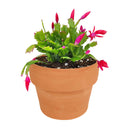 christmas cactus, thanksgiving cactus, how to care for a christmas cactus, thanksgiving cactus care, Christmas Cactus Thanksgiving Cactus for sale