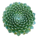 Buy an 8-pack of 2" live succulents online. A versatile collection of eight small succulent plants, ideal for events, party favors, gifts, and succulent projects.