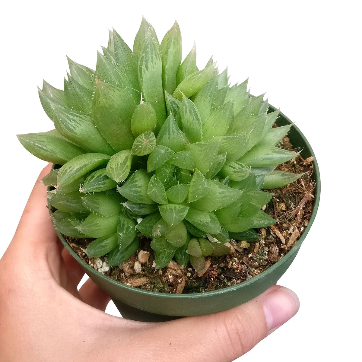 haworthia cooperi succulent plant Haworthia Cooperi Succulent