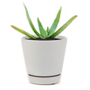 Coral Aloe Striata for Sale, Rare succulents, how to grow succulents, succulents shop in California, succulent plant, monthly succulents, succulents store in CA, cactus, succulent care, Coral Aloe Striata in California, How to grow Coral Aloe Striata, aloe vera houseplant for sale