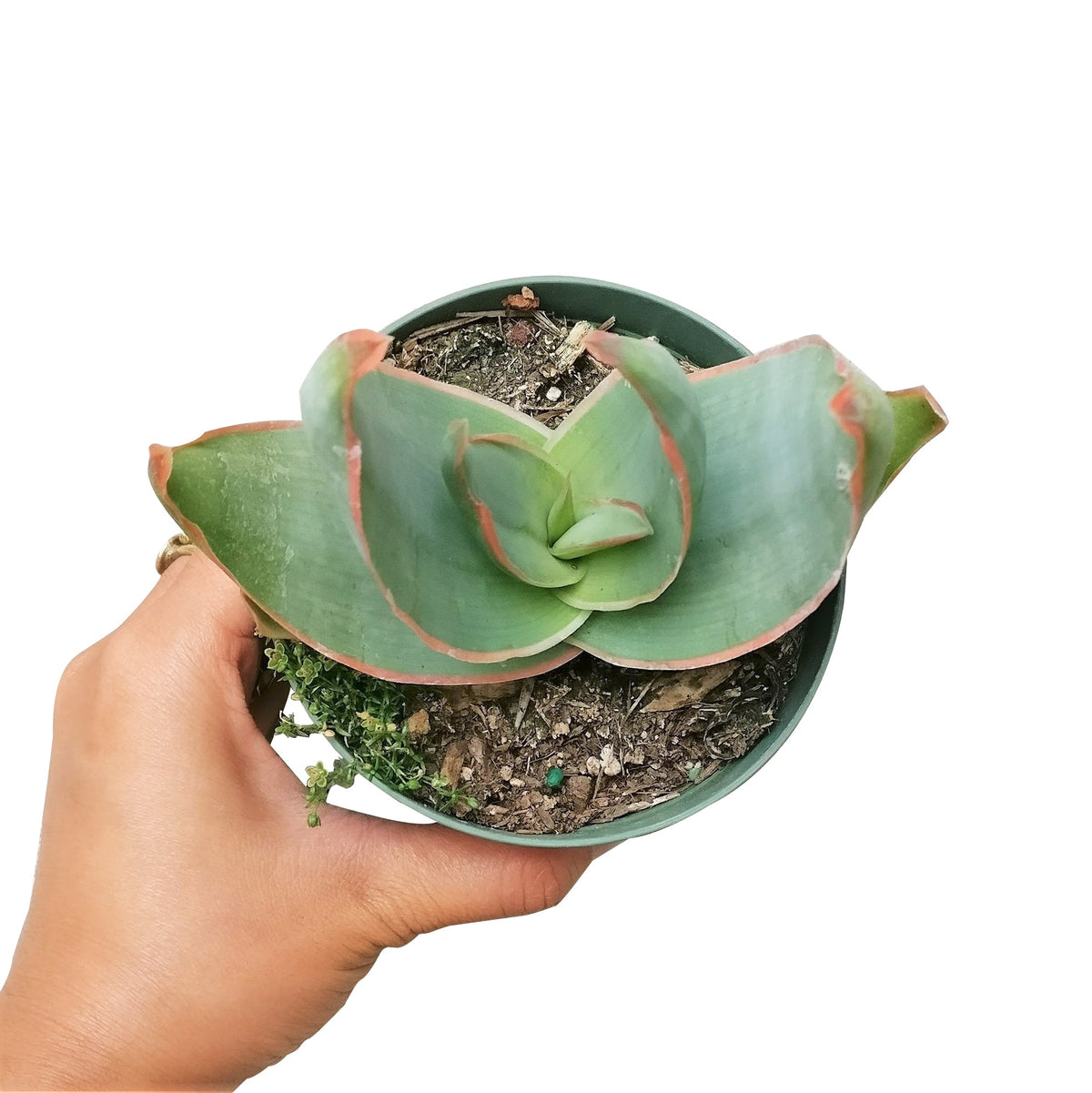 Coral Aloe near me, succulent subscription, Rare succulents, succulent care guide, indoor succulents, Succulents shop near me, succulents shop in California, succulent plant, succulents store in CA, Coral Aloe in California, How to grow Coral Aloe