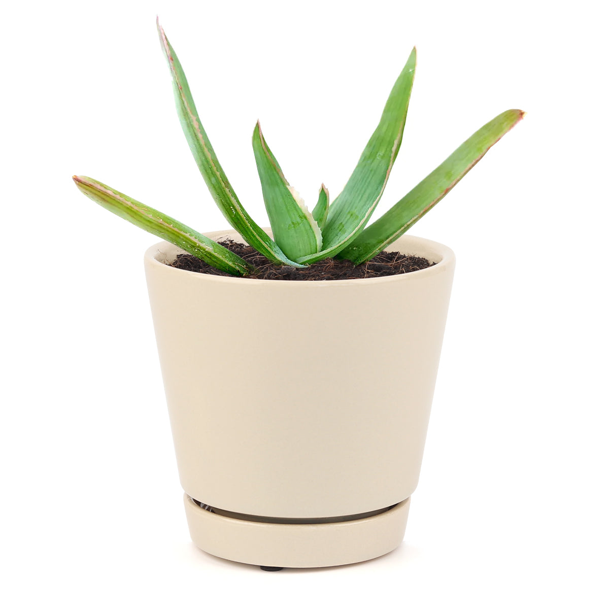 Coral Aloe Striata for Sale, Rare succulents, how to grow succulents, succulents shop in California, succulent plant, monthly succulents, succulents store in CA, cactus, succulent care, Coral Aloe Striata in California, How to grow Coral Aloe Striata, aloe vera houseplant for sale