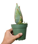 Coral Aloe Striata for Sale, Rare succulents, how to grow succulents, succulents shop in California, succulent plant, monthly succulents, succulents store in CA, cactus, succulent care, Coral Aloe Striata in California, How to grow Coral Aloe Striata, aloe vera houseplant for sale