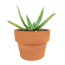 Coral Aloe Striata for Sale, Rare succulents, how to grow succulents, succulents shop in California, succulent plant, monthly succulents, succulents store in CA, cactus, succulent care, Coral Aloe Striata in California, How to grow Coral Aloe Striata, aloe vera houseplant for sale