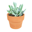 Succulents shop near me, succulents shop in California, succulent subscription, Cotyledon orbiculata in California, How to grow Cotyledon orbiculata