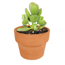 Cotyledon Bear Paw succulent plant 2 inch/ 4 inch for sale, Live plant gift ideas