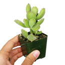 fuzzy green paws plant, bear claw, paw cotyledon, succulents shop in California, how to grow succulents, succulent care, succulent care tips, Succulents, cactus, Rare succulents, succulents garden, paw cotyledon in California, How to grow paw cotyledon