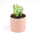 Crassula baby necklace, succulent care, how to grow succulents, succulents shop in California, cactus, succulent care guide, succulent subscription, Rare succulents