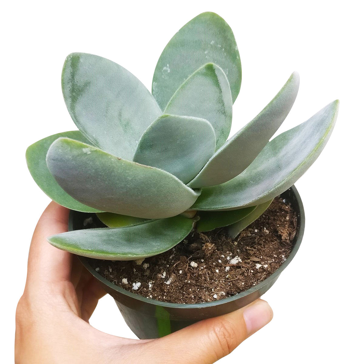 succulent plant eugenin Crassula Cotyledonis Succulent Plant