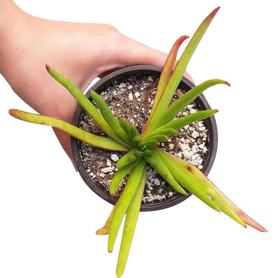 Crassula Devil’s Horns flower, succulent plant, Succulents, succulents store in CA, how to grow succulents, succulent care guide, Succulents shop near me, monthly succulents, succulent care tips, Devil horns succulent in California, How to grow Devil horns succulent, crassula, crassula plant, crassula succulent, crassula types, crassula varieties, types of crassula, crassula species, crassulas, succulent crassula