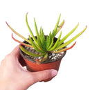 succulent care tips, Devil horns succulent in California, How to grow Devil horns succulent, crassula, crassula plant, crassula succulent, crassula types, crassula varieties, types of crassula, crassula species, crassulas, succulent crassula
