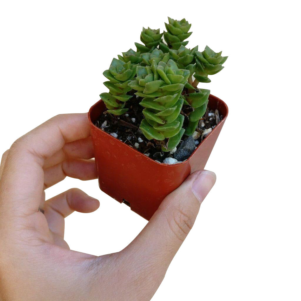 crassula green pagoda succulent Crassula Green Pagoda - Stacked Crassula Succulent and Care Guide