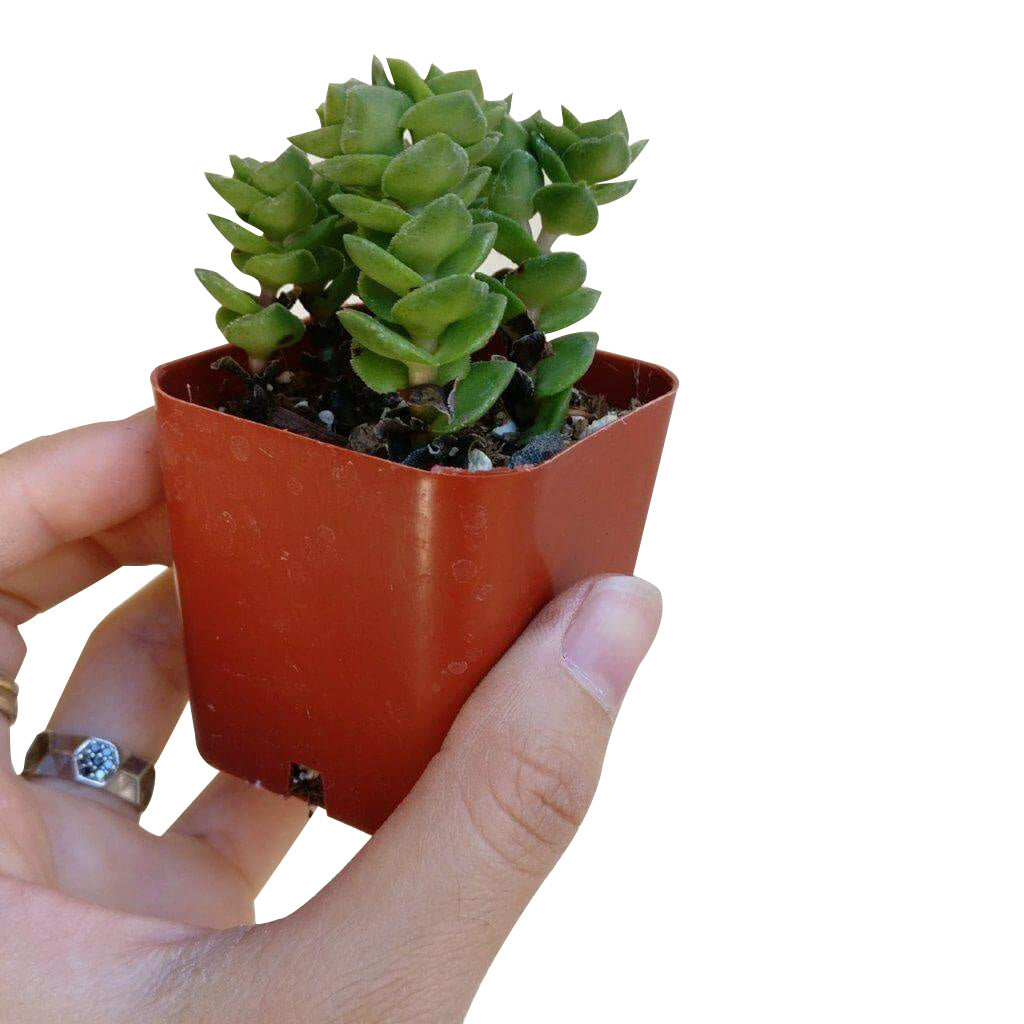 Green pagoda succulent, succulents store in CA, succulent care, cactus, succulent care tips, succulent subscription, Rare succulents, Succulents, indoor succulents, Crassula Green Pagoda in California, How to grow Crassula Green Pagoda, crassula, crassula plant, crassula succulent, crassula types, crassula varieties, types of crassula, crassula species, crassulas, succulent crassula