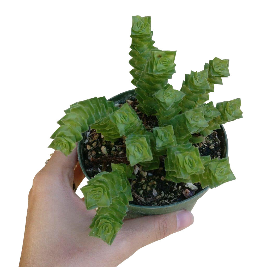 crassula green pagoda succulent Crassula Green Pagoda - Stacked Crassula Succulent and Care Guide