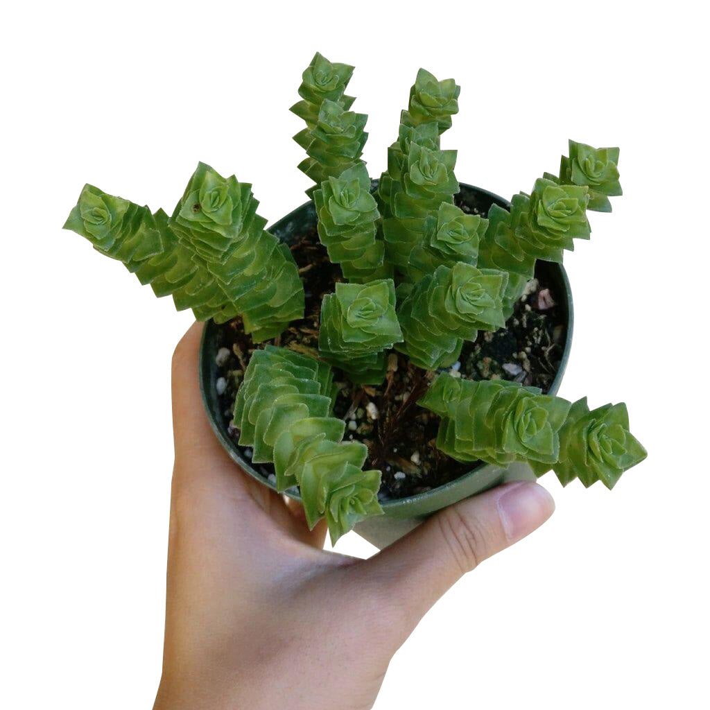 stacked succulent Crassula Green Pagoda - Stacked Crassula Succulent and Care Guide
