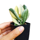 Crassula ovata f. variegata Hummel’s Sunset, succulent plant, succulents shop in California, Rare succulents, Succulents, indoor succulents