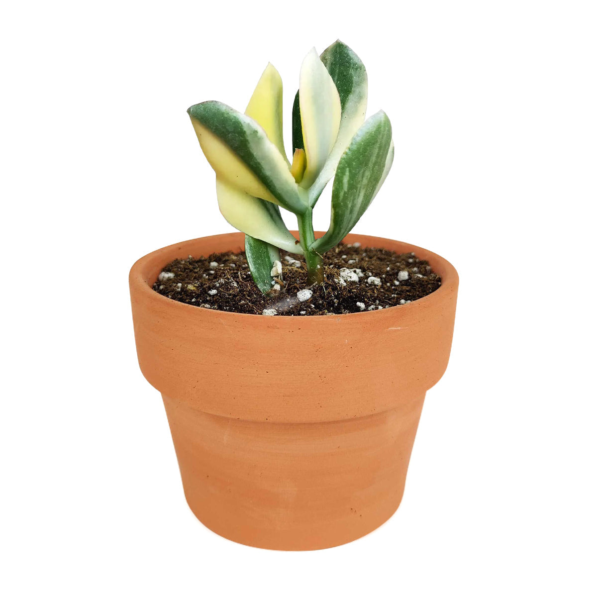 succulent soles Crassula Hummel’s Sunset Succulent