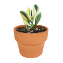 Crassula ovata f. variegata Hummel’s Sunset, succulent plant, succulents shop in California, Rare succulents, Succulents, indoor succulents