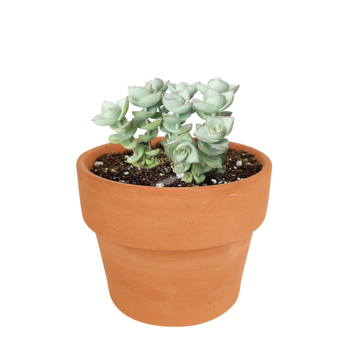 where to buy clear succulents Crassula Ivory Towers Crassula Conjuncta Succulent For Sale 2 inch / Clay Pot by Succulents Box