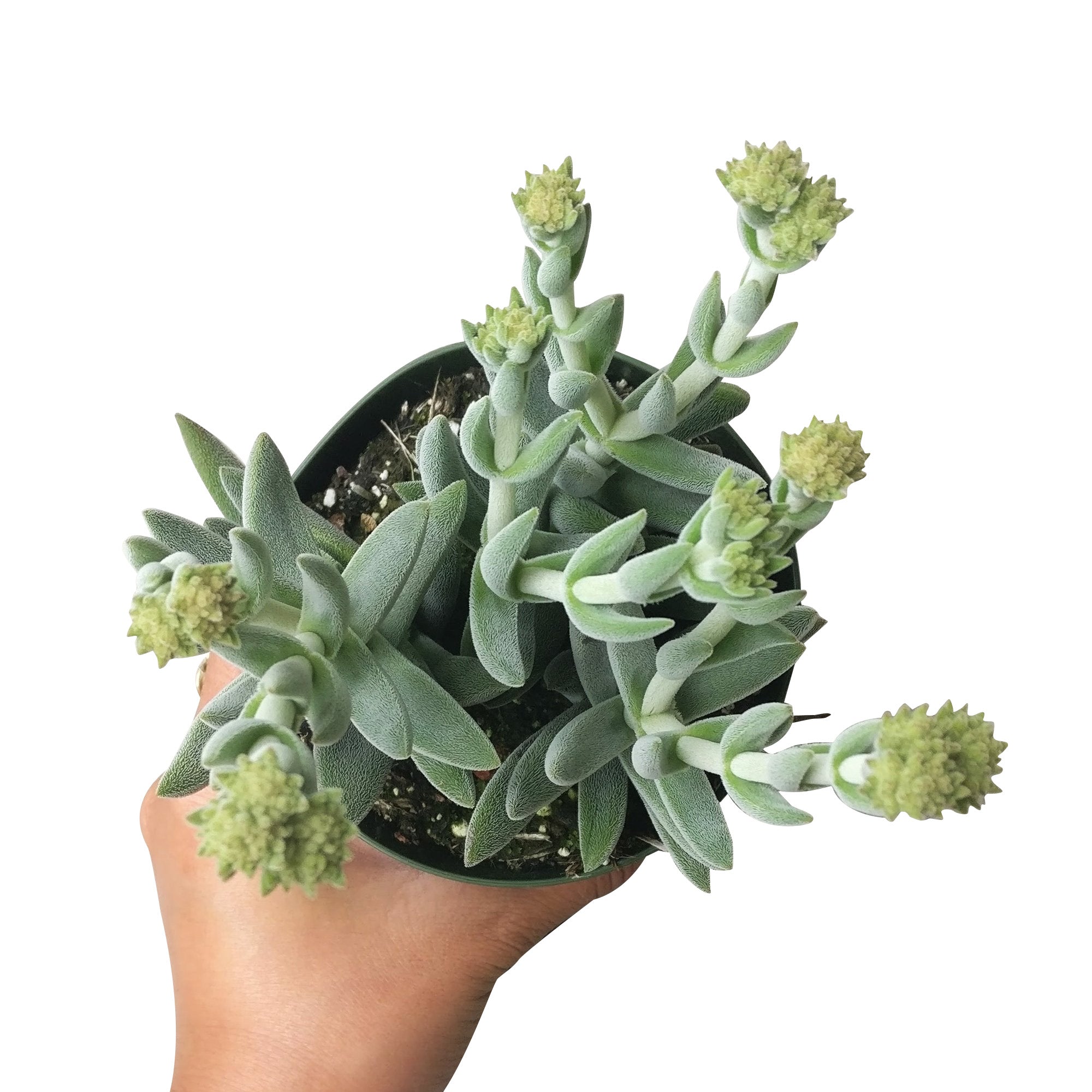 tarantula succulent Crassula Mesembryanthemoides Tarantula - Live, Small Succulents For Sale