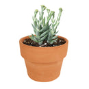 How to grow Crassula Mesembryanthemoides Tenelli indoor, succulents for sale, succulent gift box, succulent decor ideas, crassula, crassula plant, crassula succulent, crassula types, crassula varieties, types of crassula, crassula species, crassulas, succulent crassula