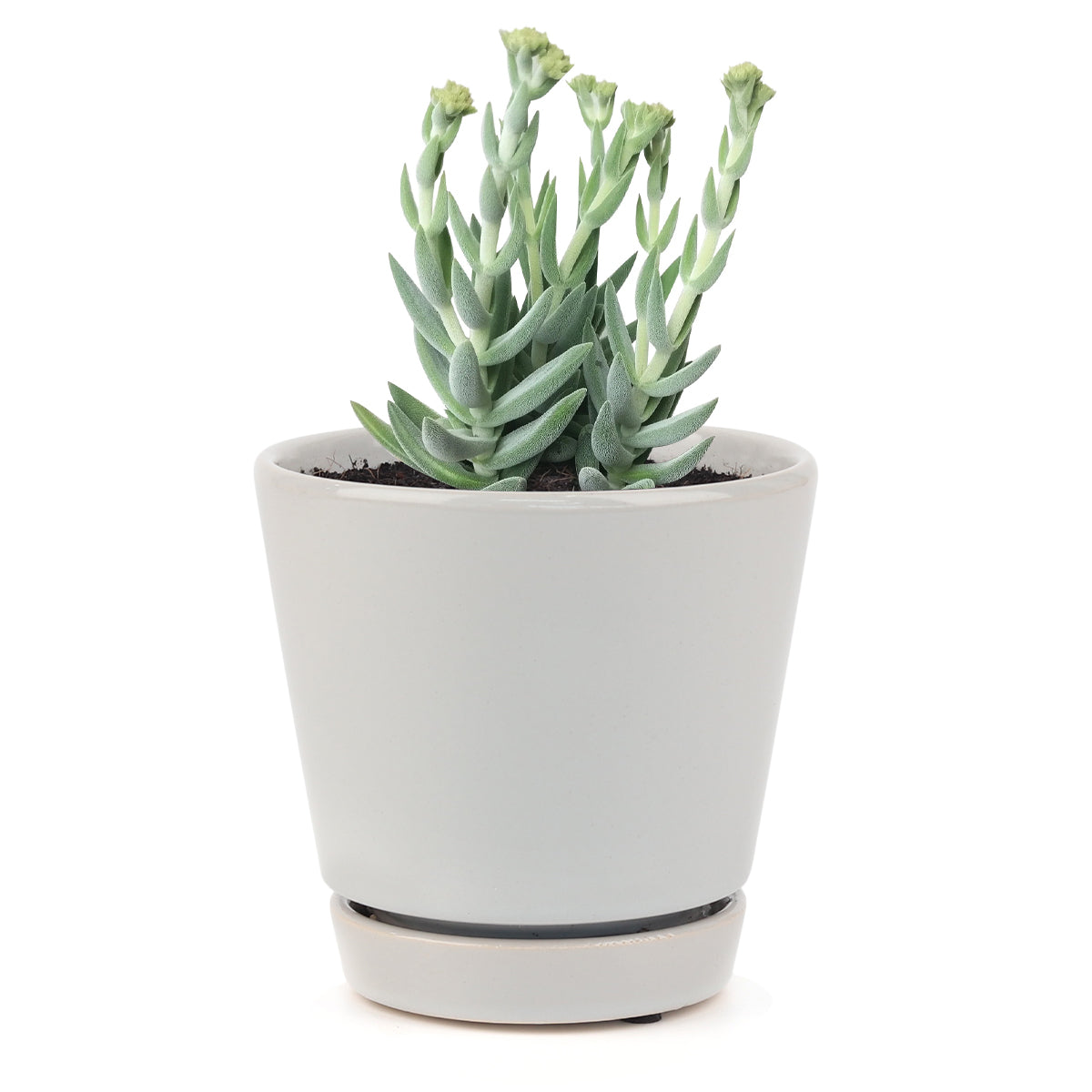 crassula varieties, types of crassula, crassula species, crassulas, succulent crassula