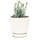 How to grow Crassula Mesembryanthemoides Tenelli indoor, succulents for sale, succulent gift box, succulent decor ideas, crassula, crassula plant, crassula succulent, crassula types, crassula varieties, types of crassula, crassula species, crassulas, succulent crassula