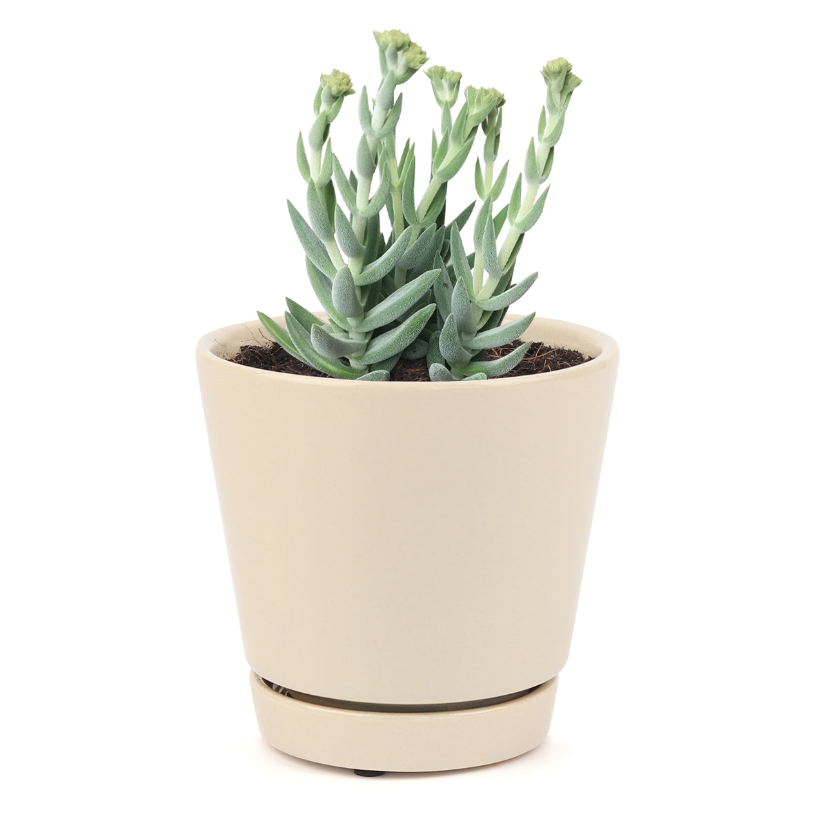 How to grow Crassula Mesembryanthemoides Tenelli indoor, succulents for sale, succulent gift box, succulent decor ideas, crassula, crassula plant, crassula succulent, crassula types, crassula varieties, types of crassula, crassula species, crassulas, succulent crassula