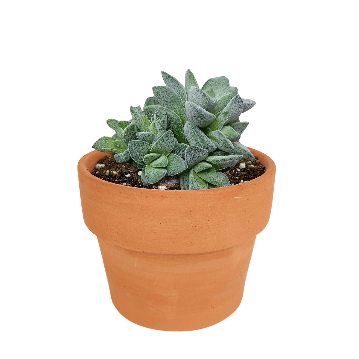 silver springtime succulent Crassula Morgan Beauty Silver Springtime Succulents for Sale 4 inch / Plastic Pot by Succulents Box