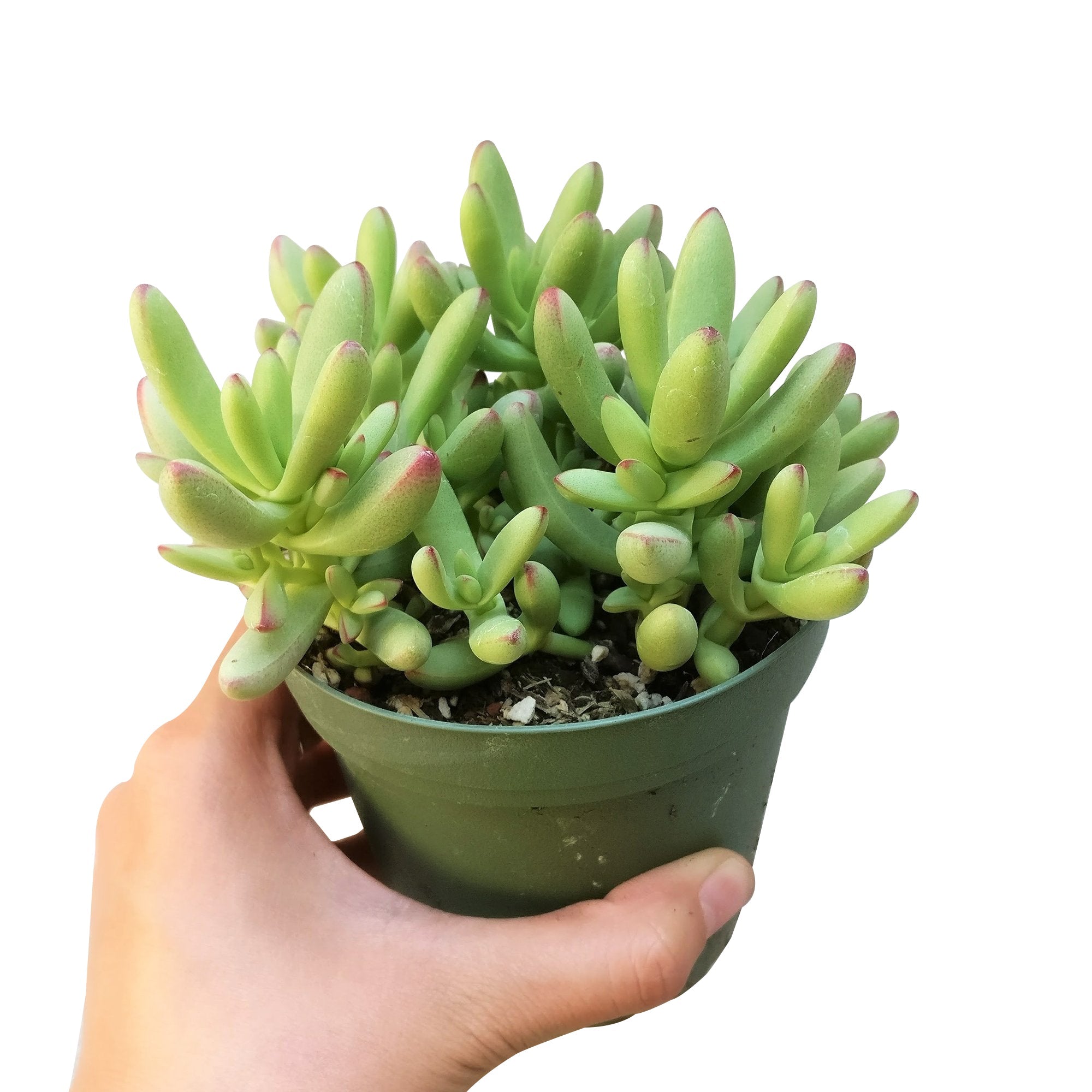 nudicaulis succulent Crassula nudicaulis var. herrei: A Chubby Succulent Gem