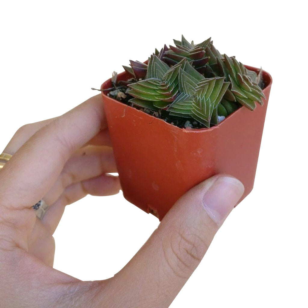 succulent pagoda Crassula Pagoda Village