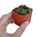 crassula, crassula plant, crassula succulent, crassula types, crassula varieties, types of crassula, crassula species, crassulas, succulent crassula